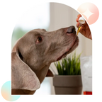 Dog Taking Aspen Green Large Dog CBD Oil from Dropper