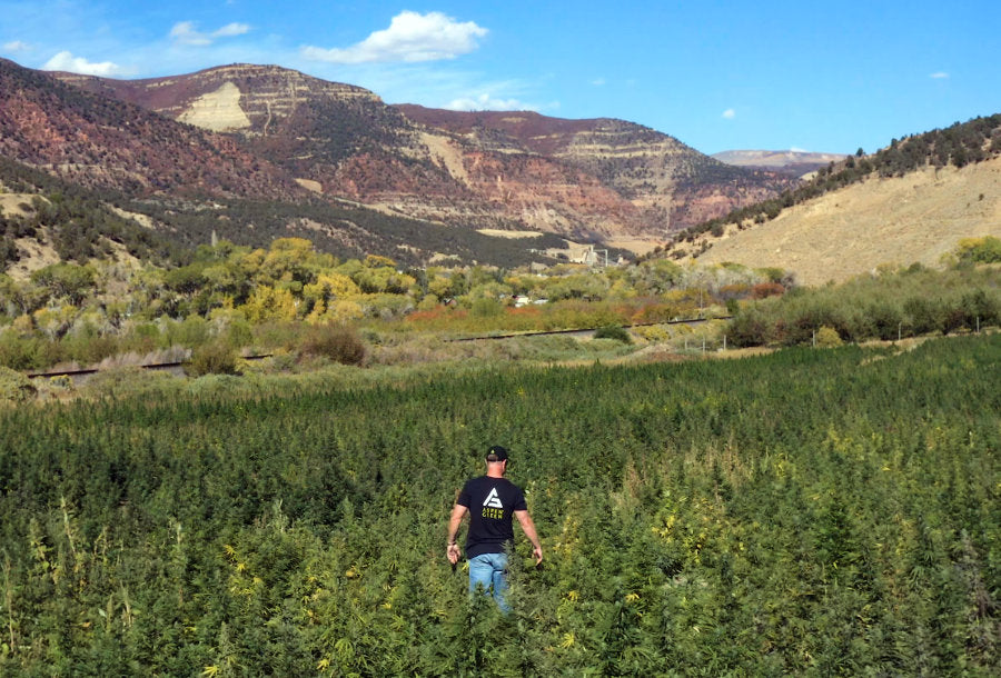 Brandon strolling through a scenic Colorado hemp field – exploring the lush and vibrant hemp crops.